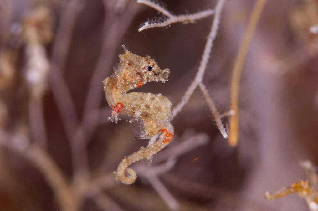 Satomi's Pygmy Seahorse