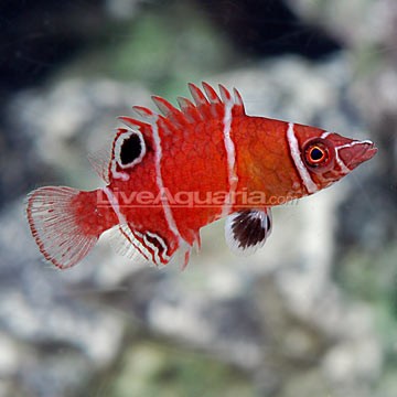 Wrasse Basslet