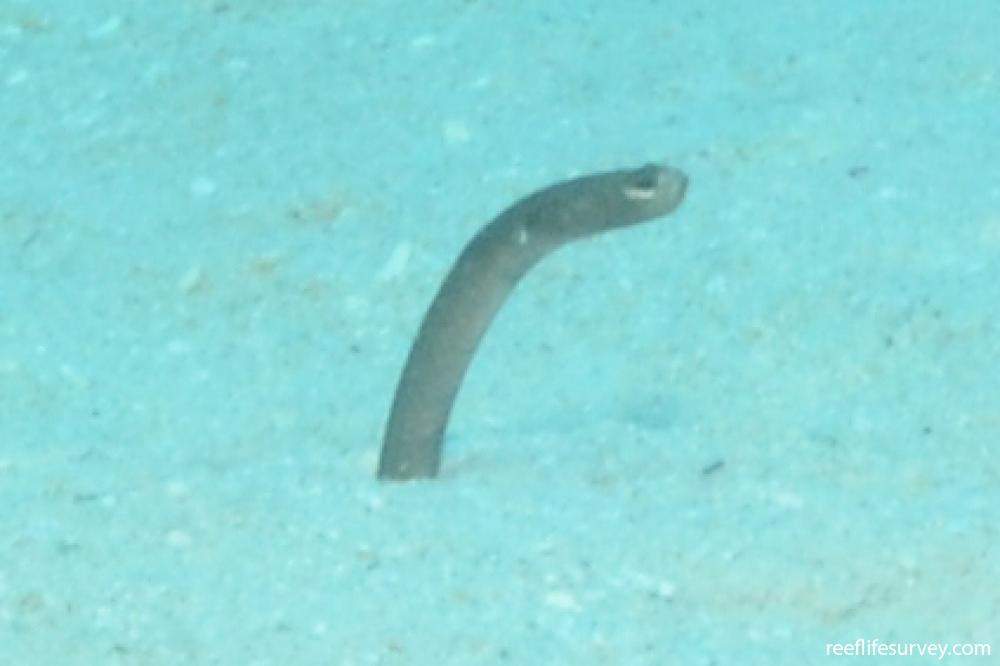Brown Garden Eel
