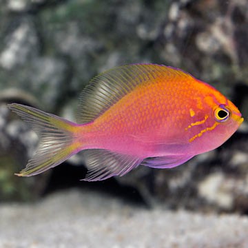 Premium Sunburst Clownfish