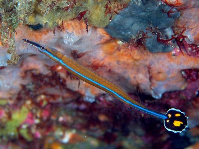 Black-Stripe Pipefish