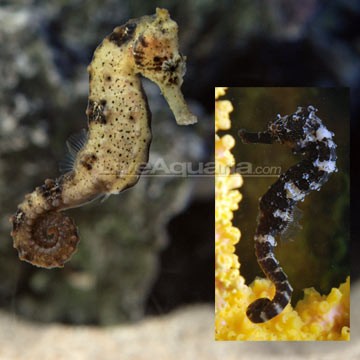 Pygmy Seahorse