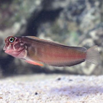 Red Sea Mimic Blenny