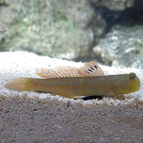 Peacock Prawn Goby