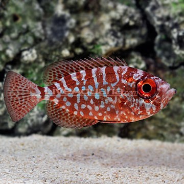 Red Squirrelfish