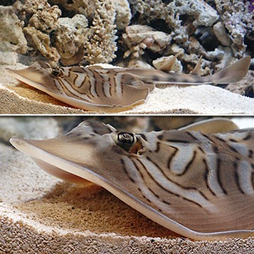 Blue-Spotted Stingray