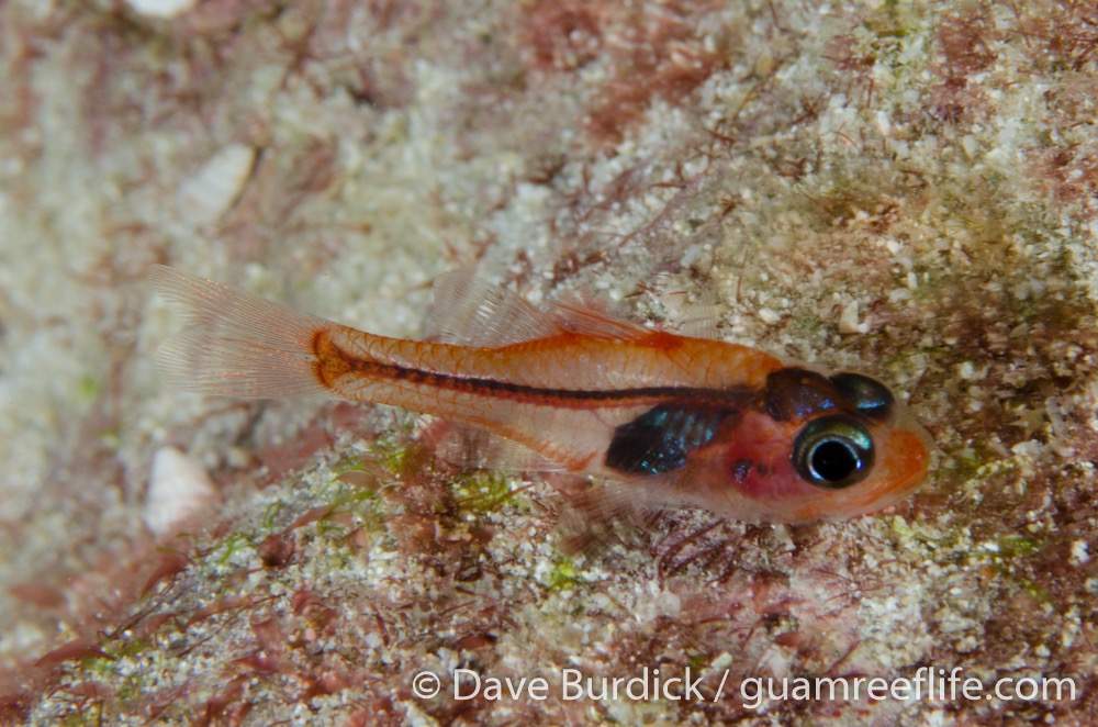 Transparent Cardinalfish