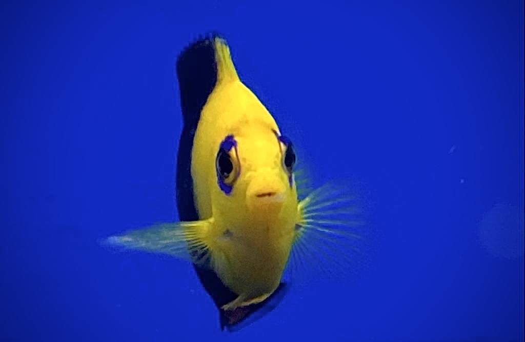 Joculator Angelfish