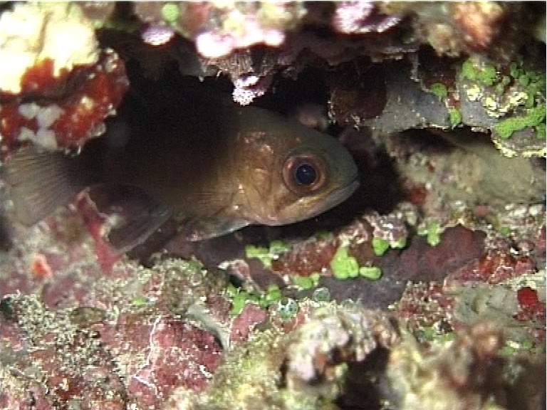 Banda Cardinalfish