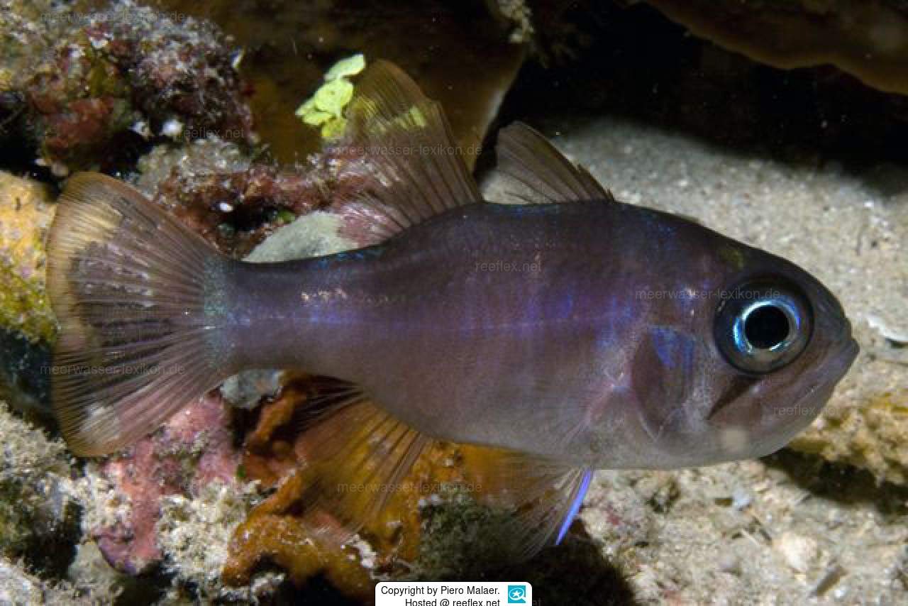 Samoan Cardinalfish