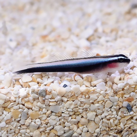 Broad-Striped Cardinalfish