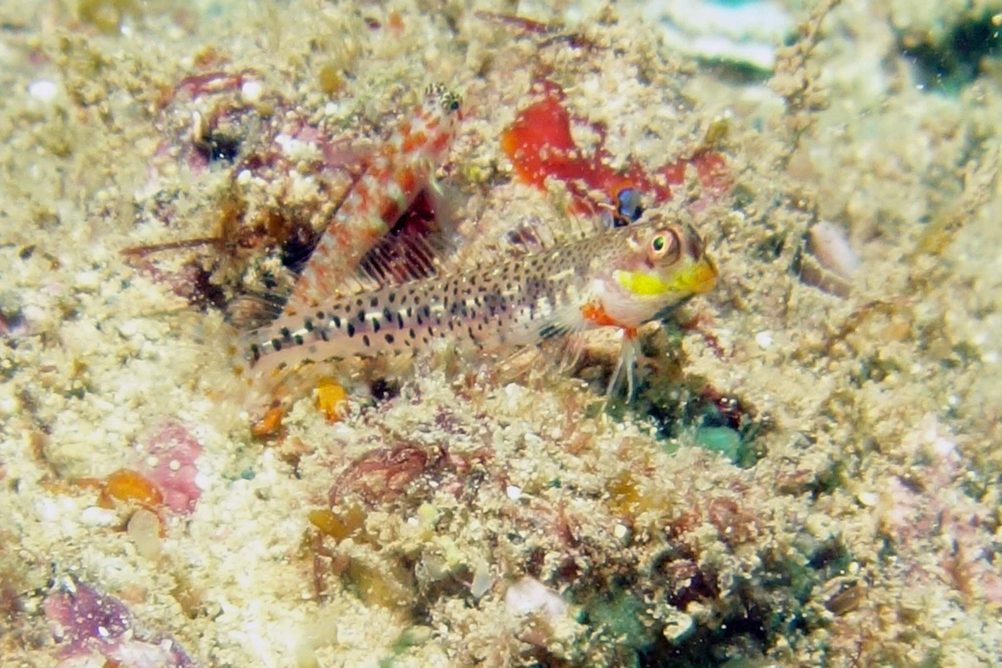Multi-Spotted Blenny