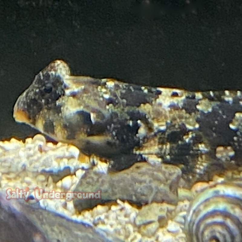 Scooter Dragonet