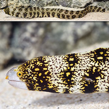 Snowflake Moray