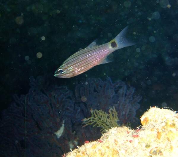 Tiger Cardinalfish