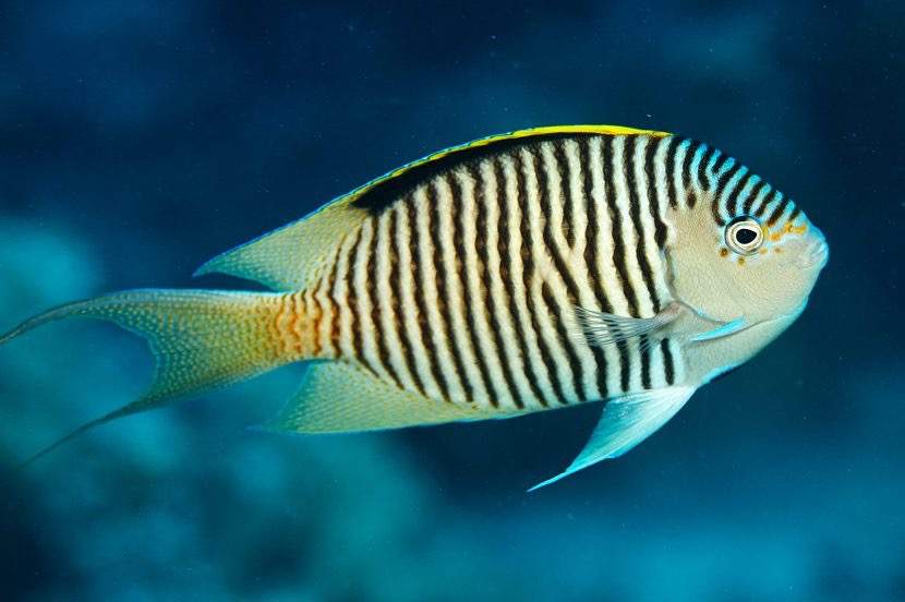 Zebra Angelfish