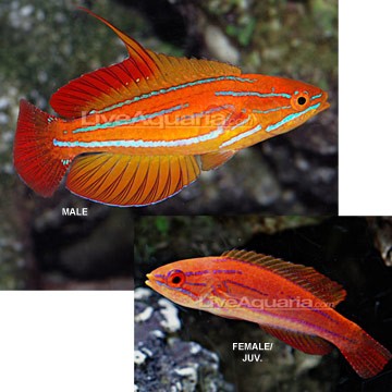 Yellow-tail Flasher Wrasse