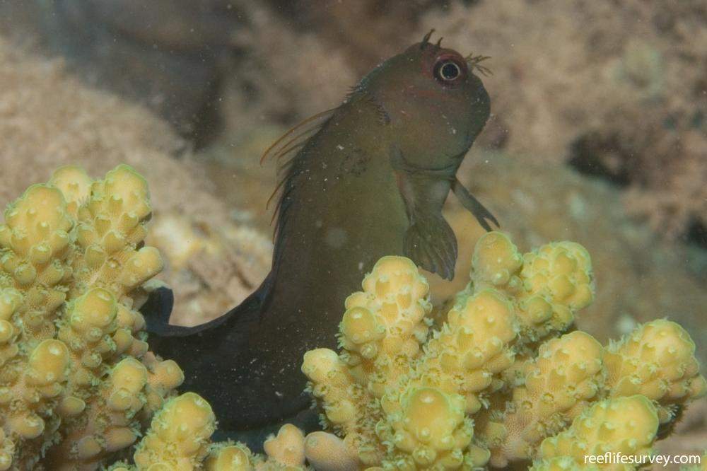 Filamentous Blenny