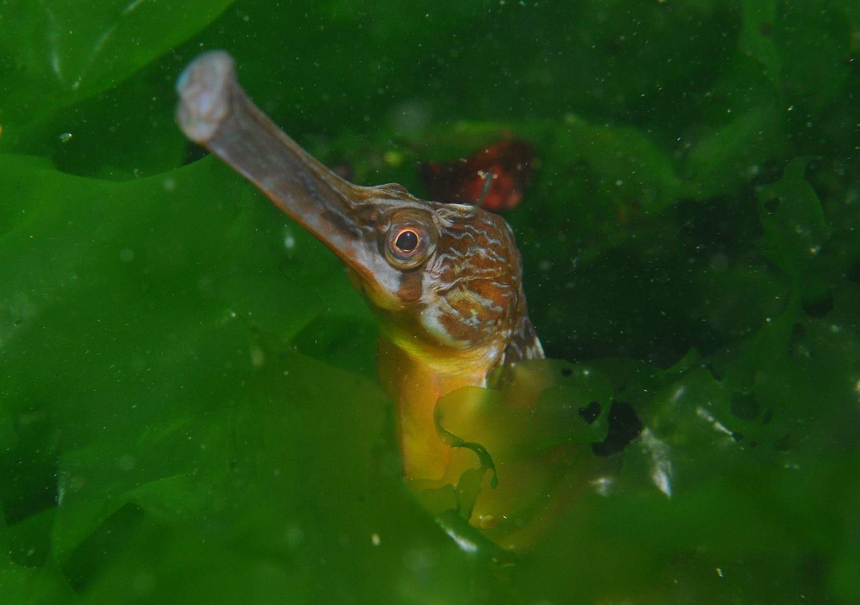 Greater Pipefish