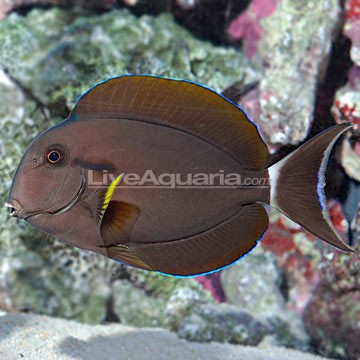 Blackstreak Surgeonfish
