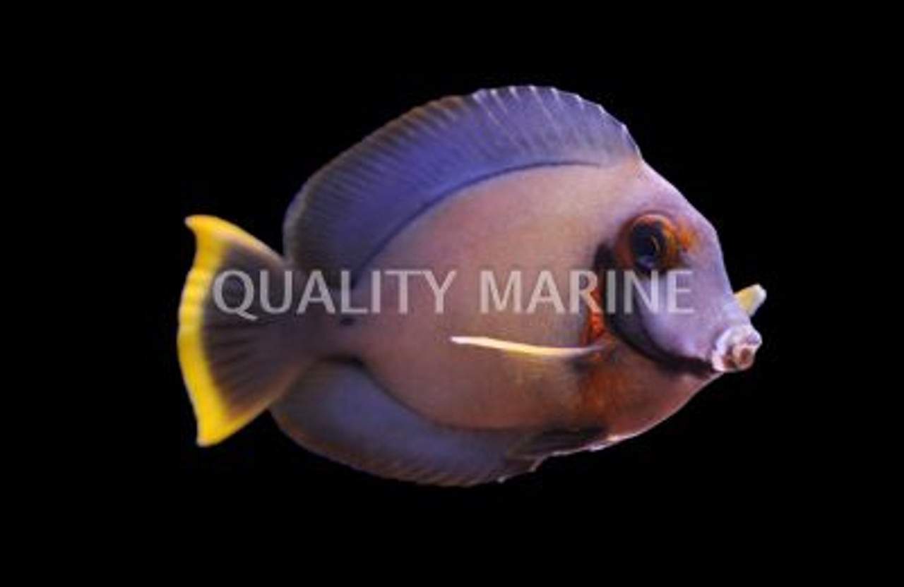 Chocolate Surgeonfish
