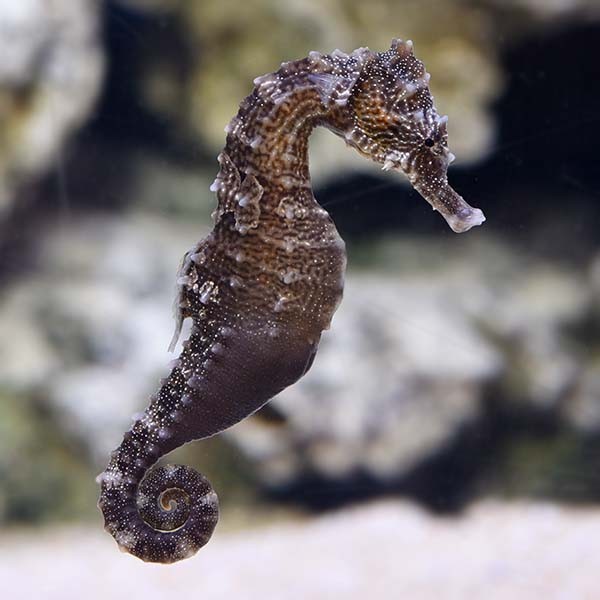 Longsnout Seahorse