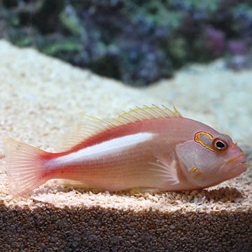 Arc-Eye Hawkfish