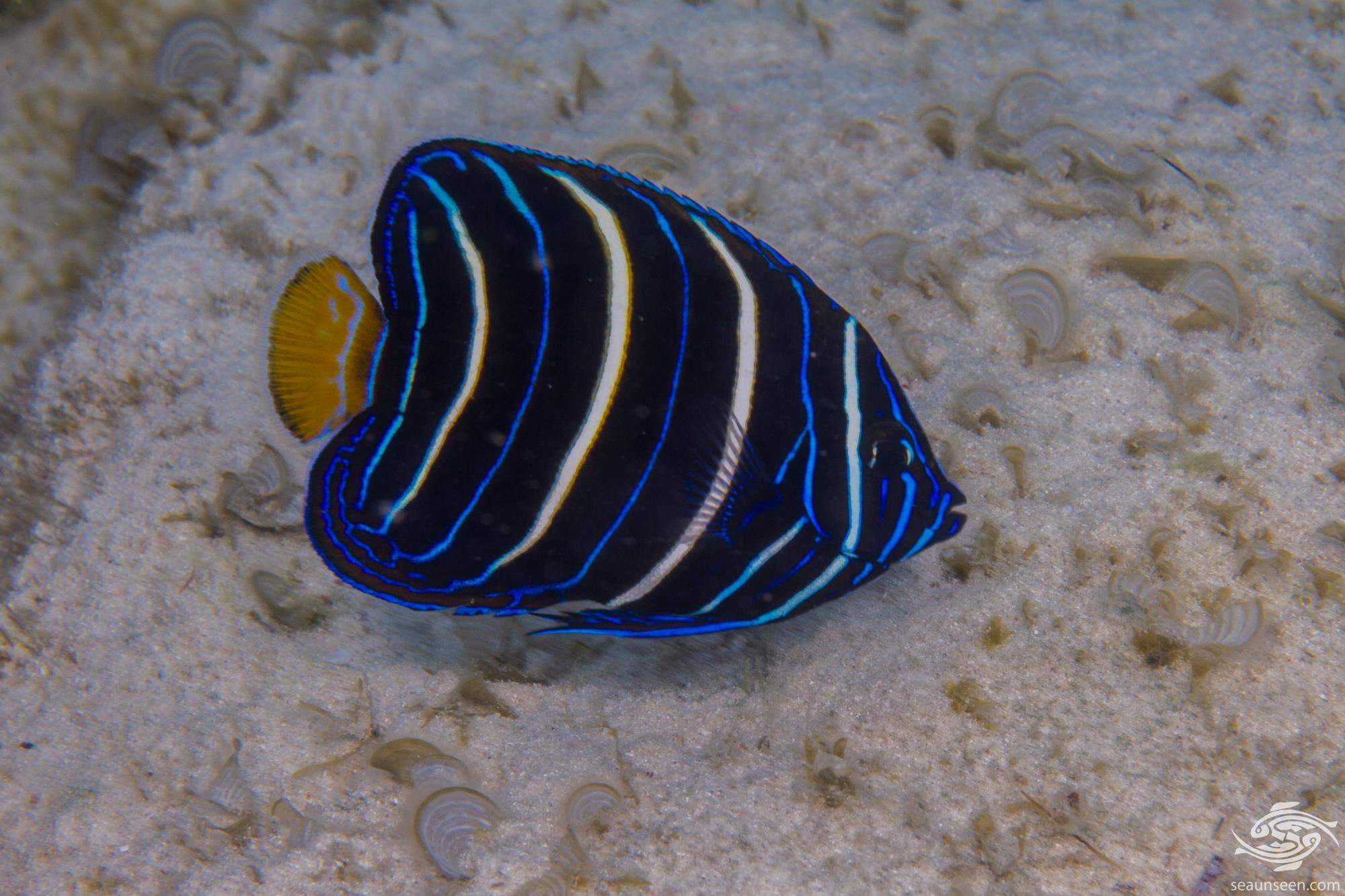 Goldtail Angelfish