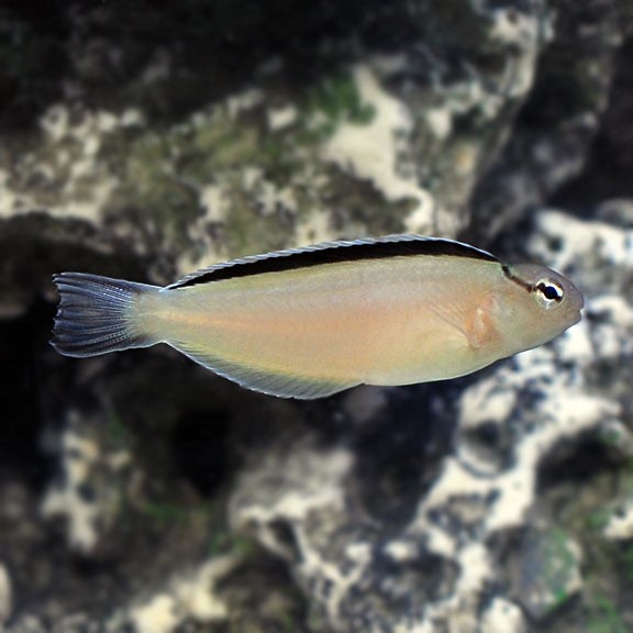 Smith's Fangblenny