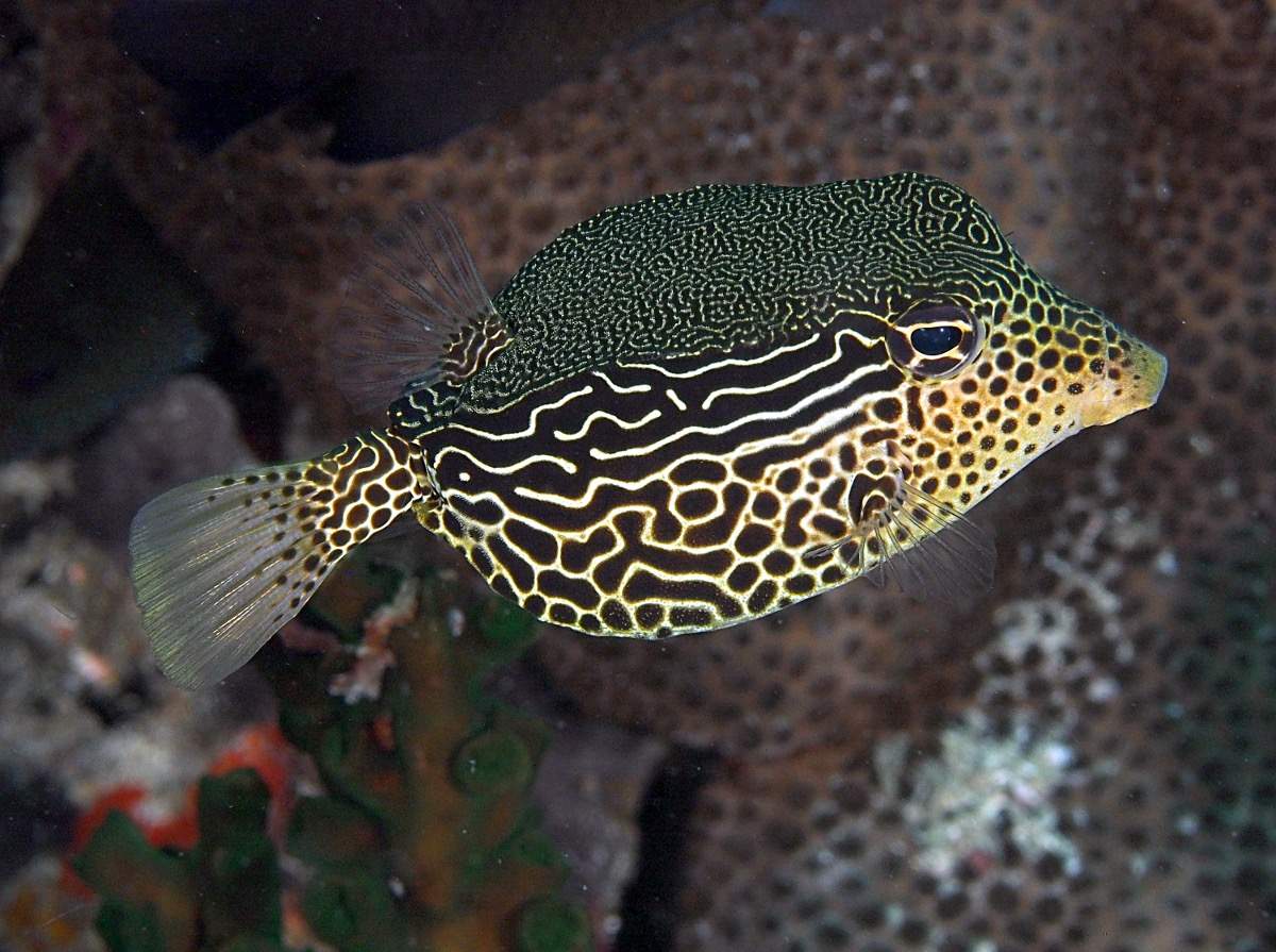 Reticulate Boxfish