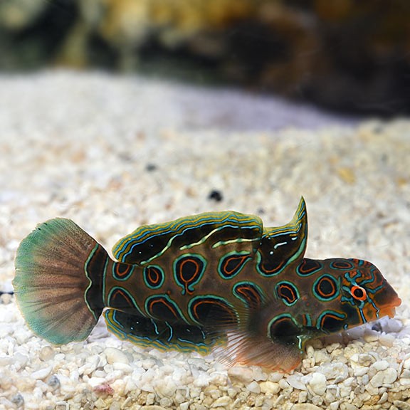 Spotted Mandarinfish