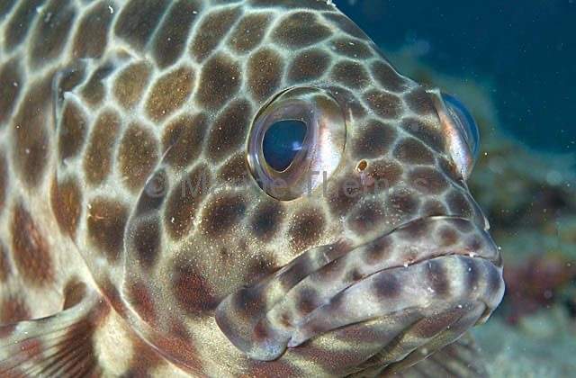 Sixspot Grouper