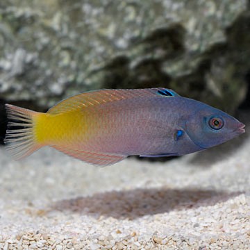 Ornate Wrasse
