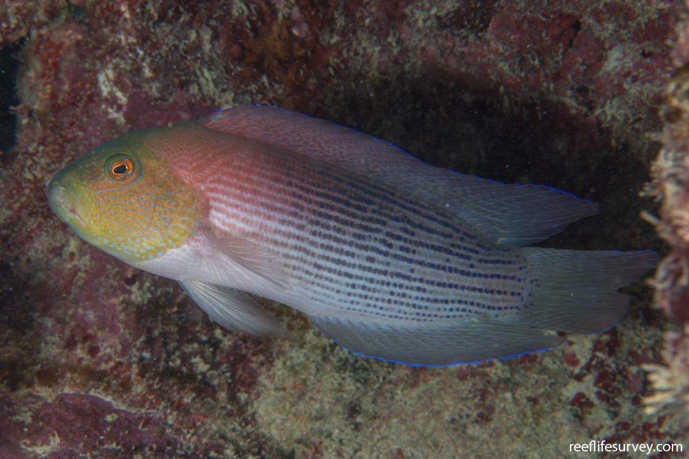 Lined Dottyback