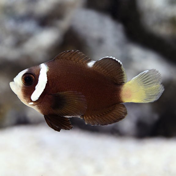 McCulloch's Clownfish