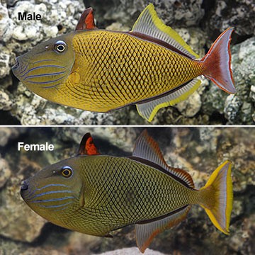 Crosshatch Triggerfish
