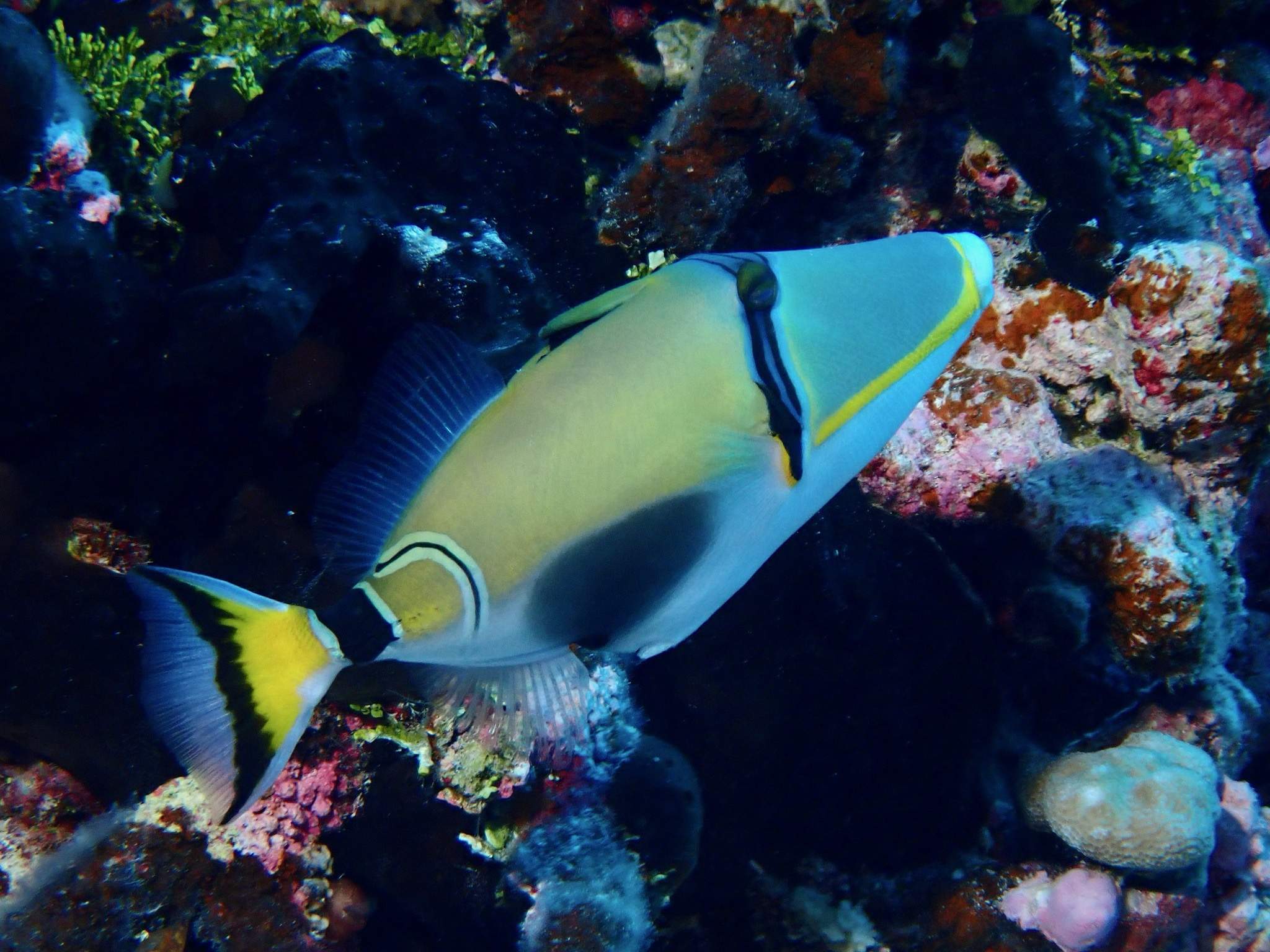 Halfmoon Triggerfish