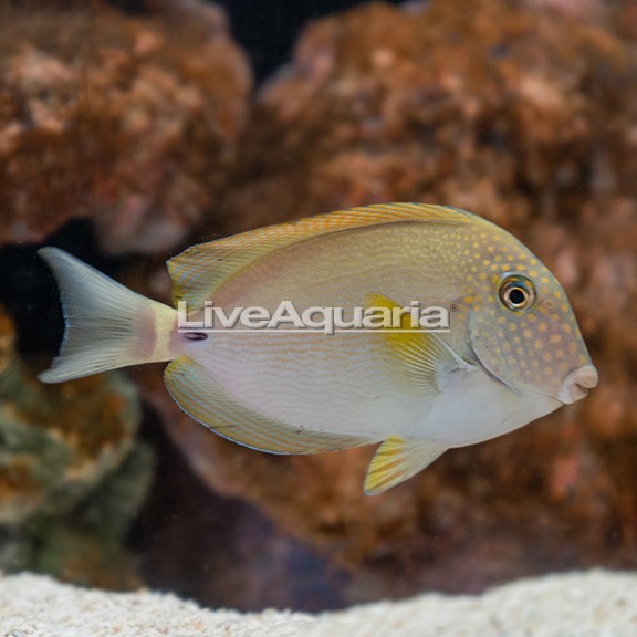 Longnose Tang