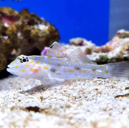 Transparent Cave Goby