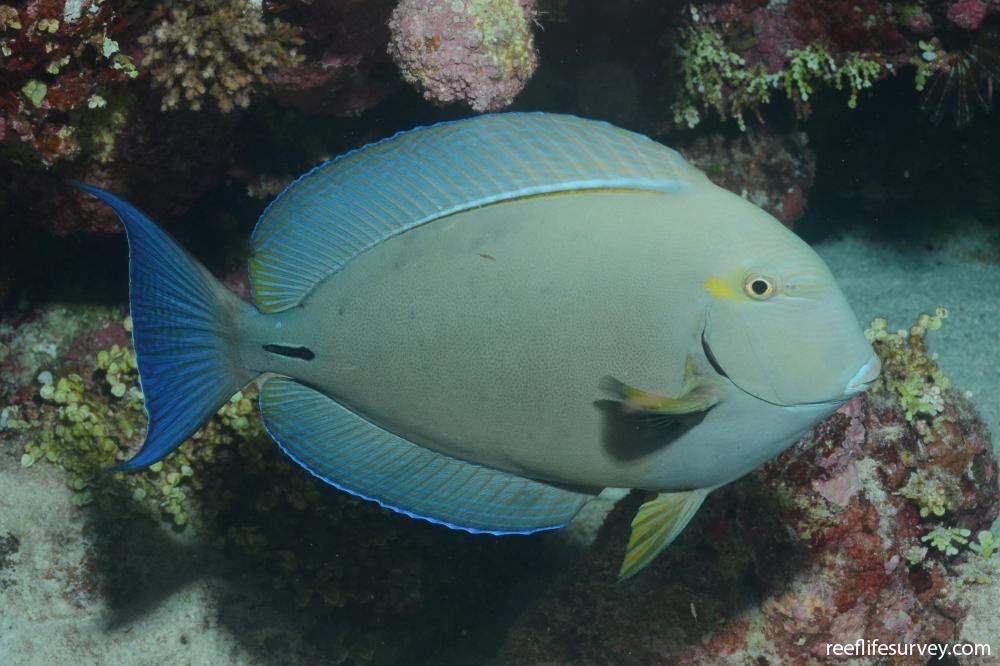 Bloch's Surgeonfish