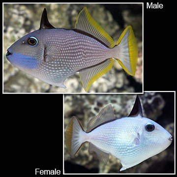 Bluethroat Triggerfish