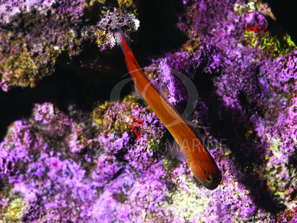 Beautiful Combtooth Blenny