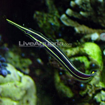 Yellow-Striped Cardinalfish