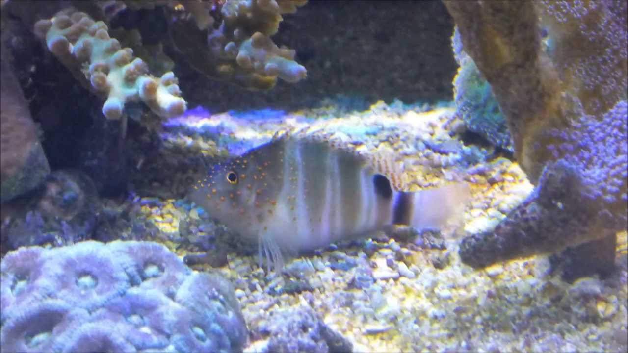 Six-Banded Hawkfish