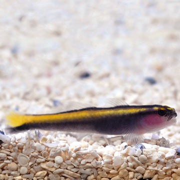Yellowline Goby