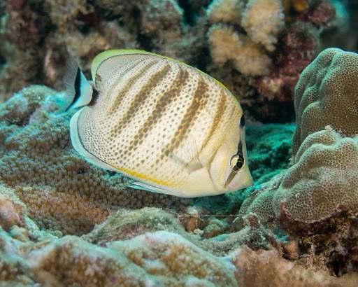 Multiband Butterflyfish