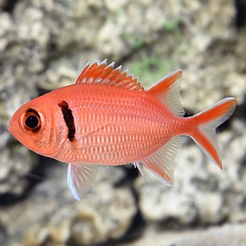 Wood's Soldierfish