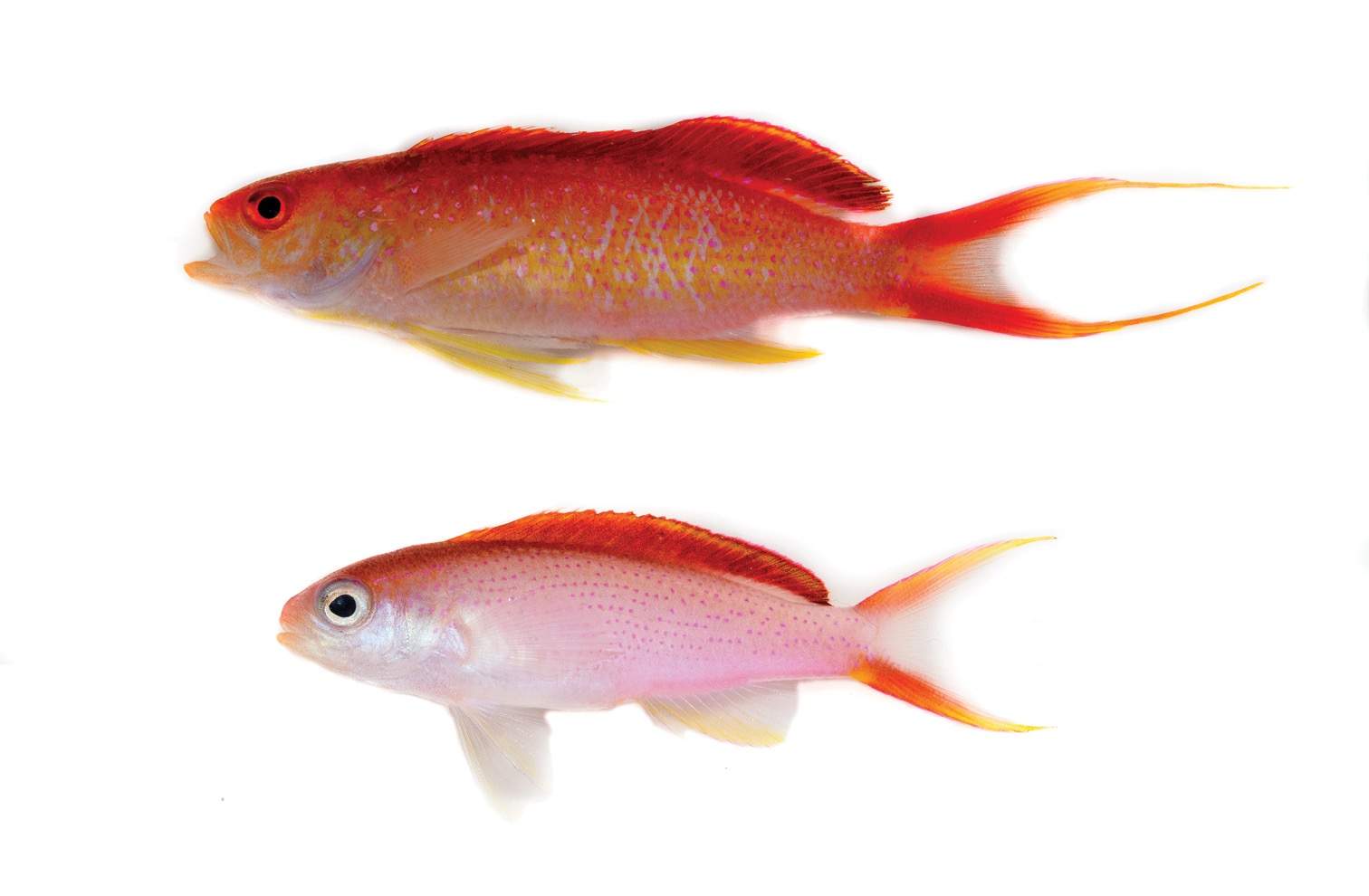 Smooth Anthias