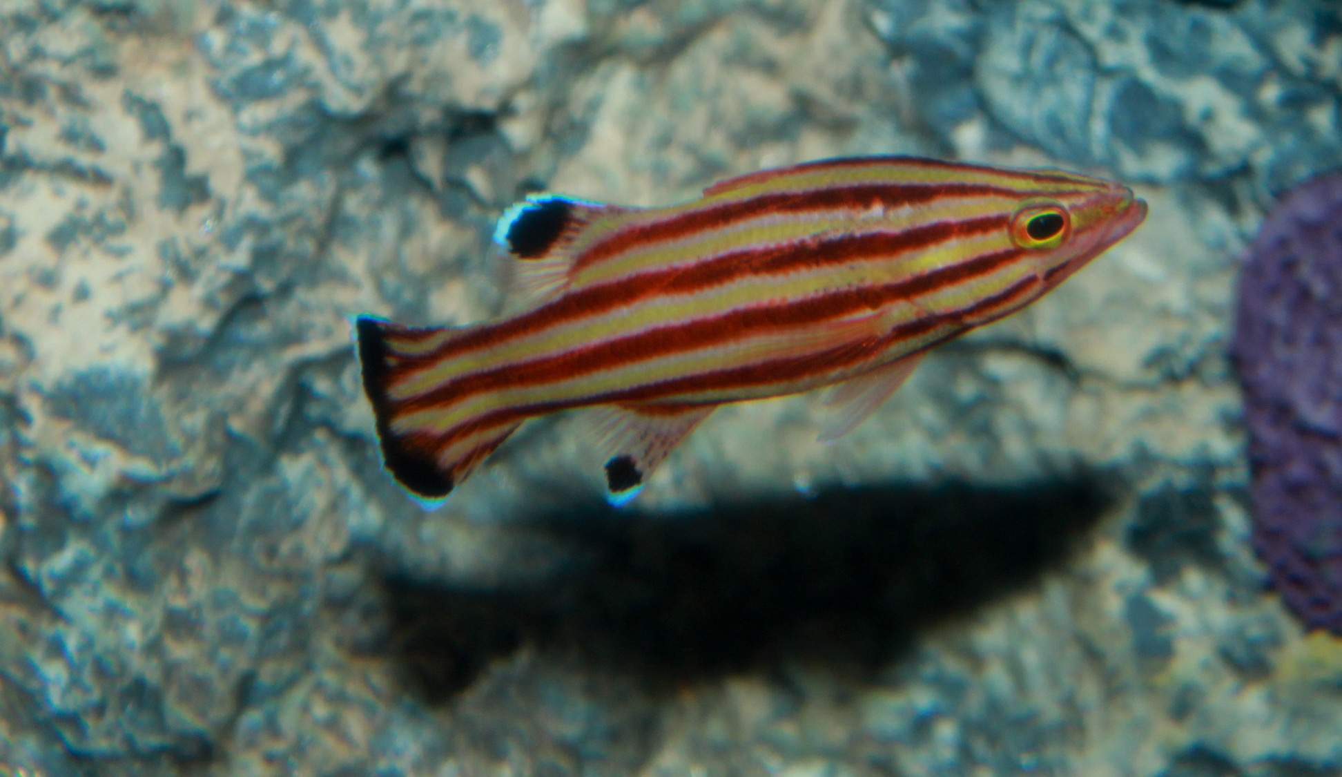 Pale Basslet