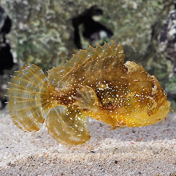Sargassum Frogfish